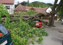 Kwikfynd Tree Cutting Services
elleker