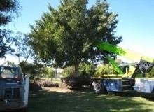 Kwikfynd Tree Management Services
elleker