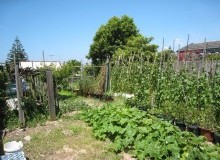 Kwikfynd Vegetable Gardens
elleker